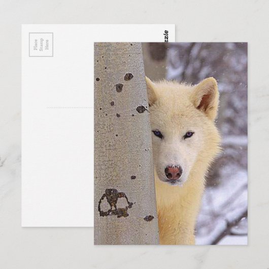 Weißwölfe Postkarte (Vorne/Hinten)