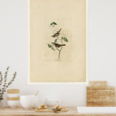 Weißwurzelammer_Audubon Poster (Küche)