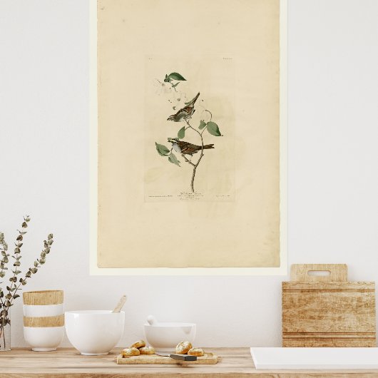 Weißwurzelammer_Audubon Poster (Küche)