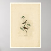 Weißwurzelammer_Audubon Poster (Vorne)