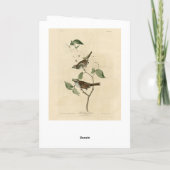 Weißwurzelammer, Audubons Vögel von Amerika Karte (Rückseite)