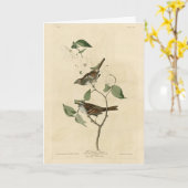 Weißwurzelammer, Audubons Vögel von Amerika Karte (Gelbe Blume)