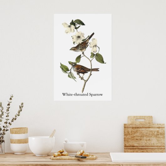 Weißwurzelammer - John Audubon Poster (Küche)