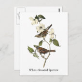 Weißwurzelammer - John Audubon Postkarte (Vorne/Hinten)