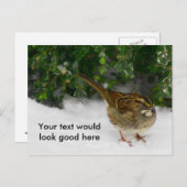 Weißwurzelammer Postkarte (Vorne/Hinten)