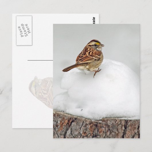 Weißwurzelammer Postkarte (Vorne/Hinten)