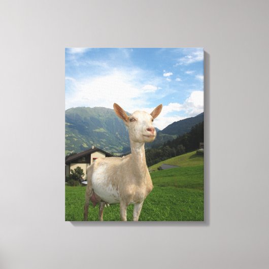 Weißziege Leinwanddruck (Vorderseite)