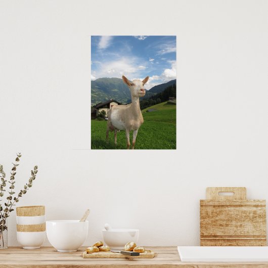 Weißziege Poster (Küche)