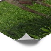 Weißziege Poster (Ecke)