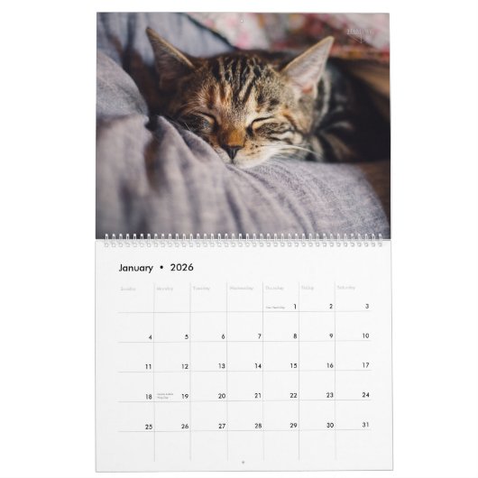 Weitere Kätzchen-Wall-Kalender - HAMbyWG Kalender (Jan 2026)