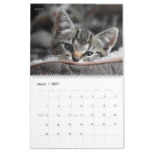 Weitere Kätzchen-Wall-Kalender - HAMbyWG Kalender (Mär 2027)