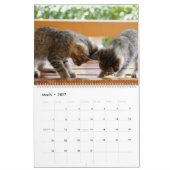 Weitere Kätzchen-Wall-Kalender - HAMbyWG Kalender (Mär 2027)
