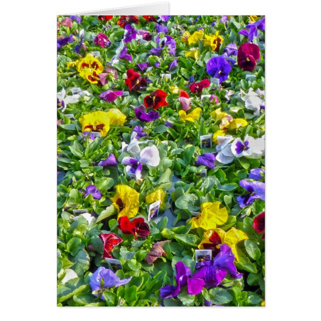 Weitere Stiefmütterchen (Vorne)