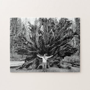 Weitwinkel- Sequioa-Baumstamm - 11x14 - 252 Teile. Puzzle