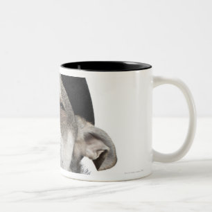 Weitwinkel von Chihuahua mit seinem mustert Zweifarbige Tasse