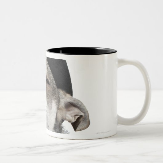 Weitwinkel von Chihuahua mit seinem mustert Zweifarbige Tasse (Rechts)