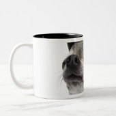 Weitwinkel von Chihuahua mit seinem mustert Zweifarbige Tasse (Links)