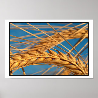 Weizen 2 poster