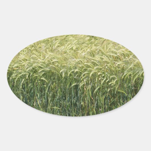 Weizen - Geschmackvoll! Ovaler Aufkleber (Vorderseite)