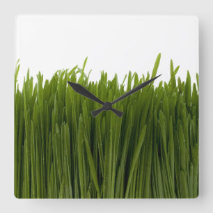 Weizen-Gras-Wanduhr Quadratische Wanduhr