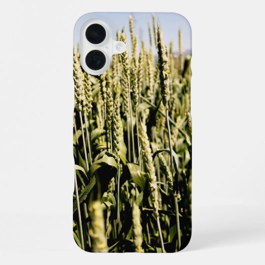 Weizen iPhone Hülle (Rückseite)