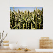 Weizen Poster (Küche)