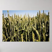 Weizen Poster (Vorne)