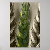 Weizen Poster (Vorne)