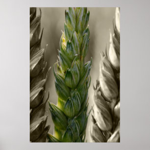 Weizen Poster
