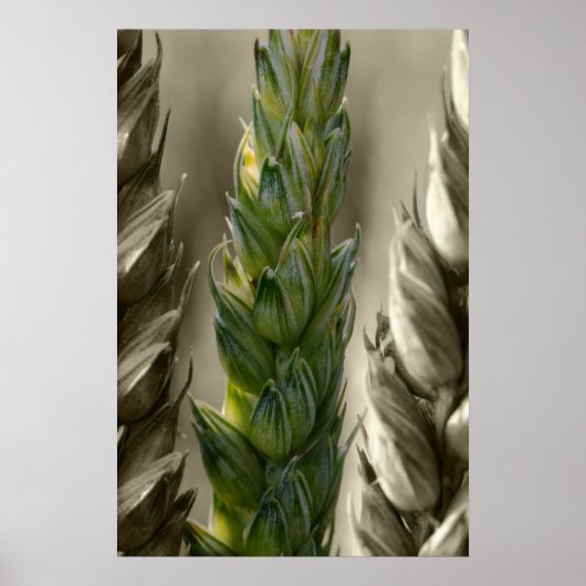 Weizen Poster (Vorne)