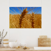 Weizen Poster (Küche)