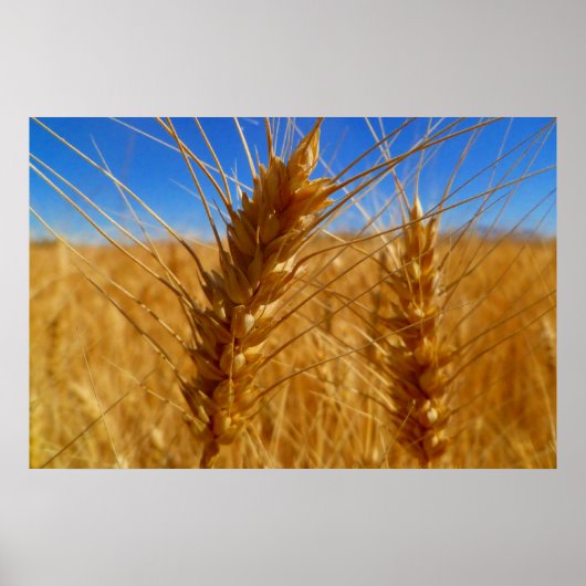 Weizen Poster (Vorne)