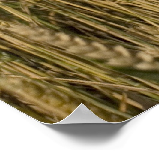 Weizen Poster (Ecke)