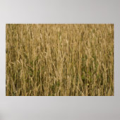 Weizen Poster (Vorne)