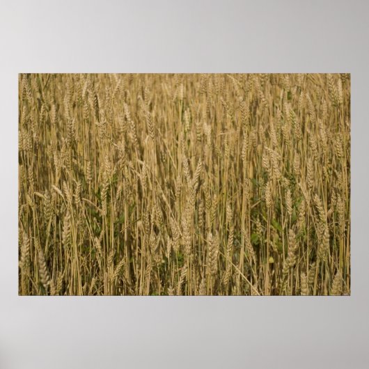 Weizen Poster (Vorne)