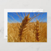 Weizen Postkarte (Vorne/Hinten)