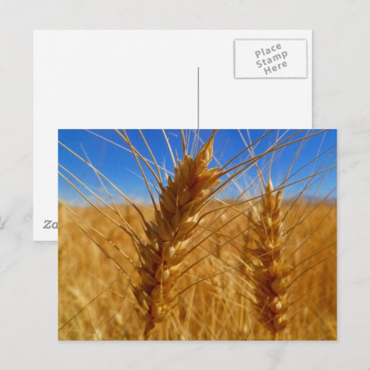 Weizen Postkarte (Vorne/Hinten)