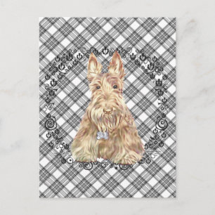 Weizen Scottie Tartan Postkarte