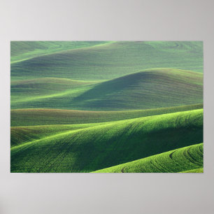 Weizen sprießt in den Hügeln des Palouse Poster