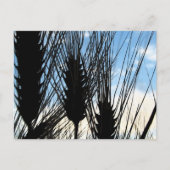 Weizen und Himmel 2012 Postkarte (Vorderseite)