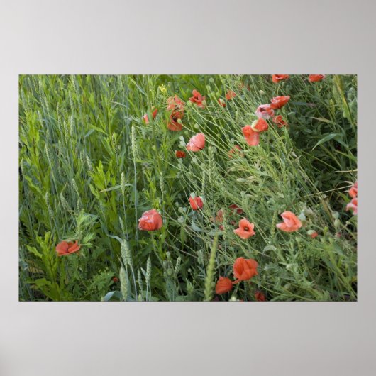 Weizen und Pflaumen Poster (Vorne)
