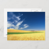 Weizenernte auf dem Palouse im Osten Postkarte (Vorne/Hinten)