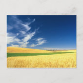 Weizenernte auf dem Palouse im Osten Postkarte (Vorderseite)