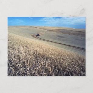 Weizenernte auf Feld Postkarte