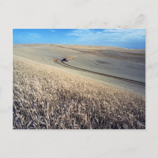 Weizenernte auf Feld Postkarte (Vorderseite)