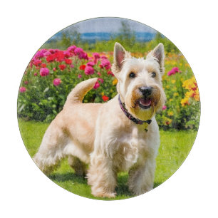 Weizenfarbener Schottischer Terrier spielt in Blum Schneidebrett