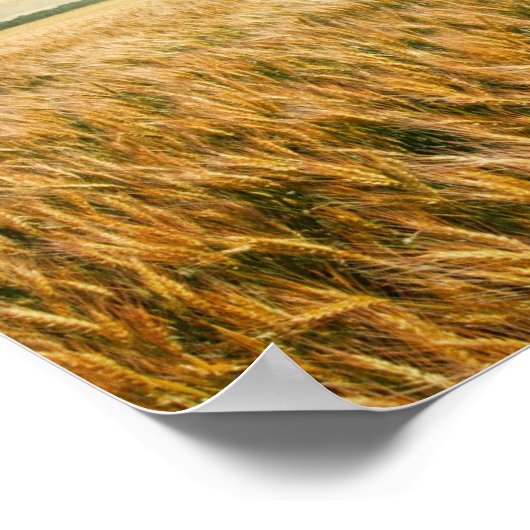 Weizenfeld bei Sonnenuntergang Poster (Ecke)
