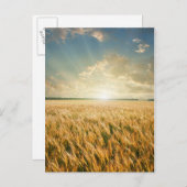 Weizenfeld bei Sonnenuntergang Postkarte (Vorne/Hinten)