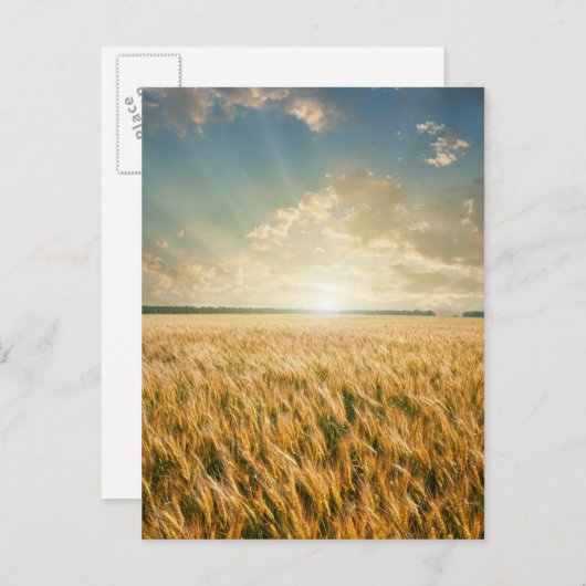 Weizenfeld bei Sonnenuntergang Postkarte (Vorne/Hinten)