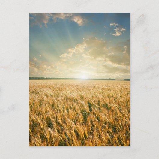 Weizenfeld bei Sonnenuntergang Postkarte (Vorderseite)